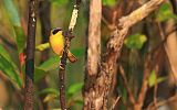 Masked Yellowthroatborder=